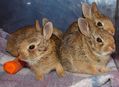 Orphaned Cottontail Rabbits
