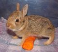 Orphaned Cottontail Rabbits