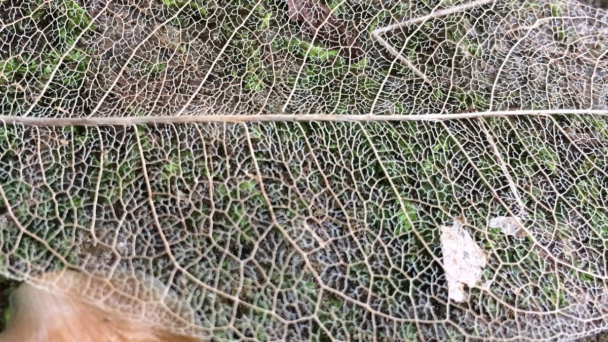 1,800 Unique Plant Species Thrive in the Andes Fog Zone