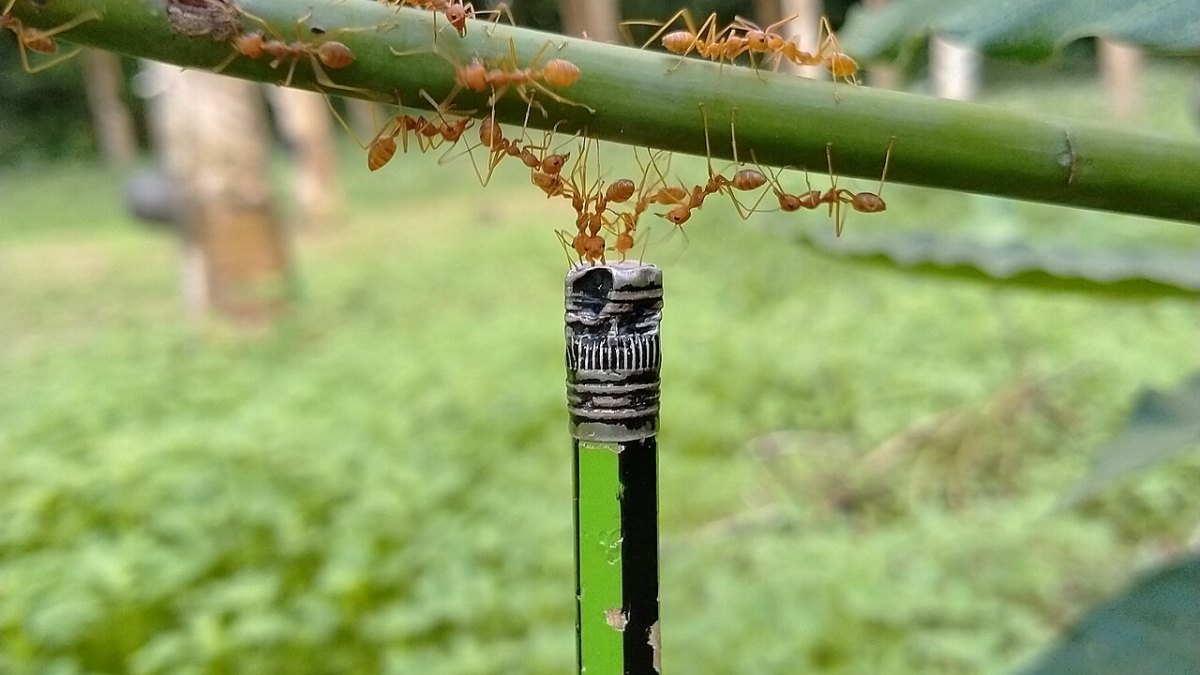 Ants Weigh 12 Billion Tons—Outperform Humans in Biomass