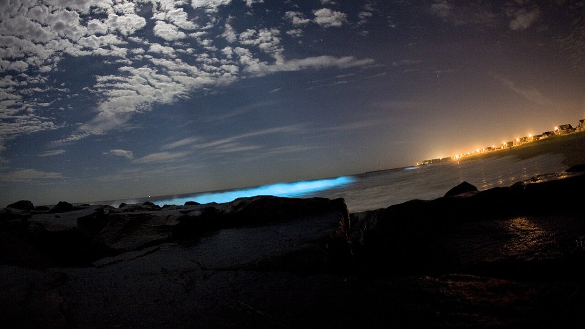 Bioluminescent Waves Turn Entire Beaches Into Glowing Neon Blue at Night