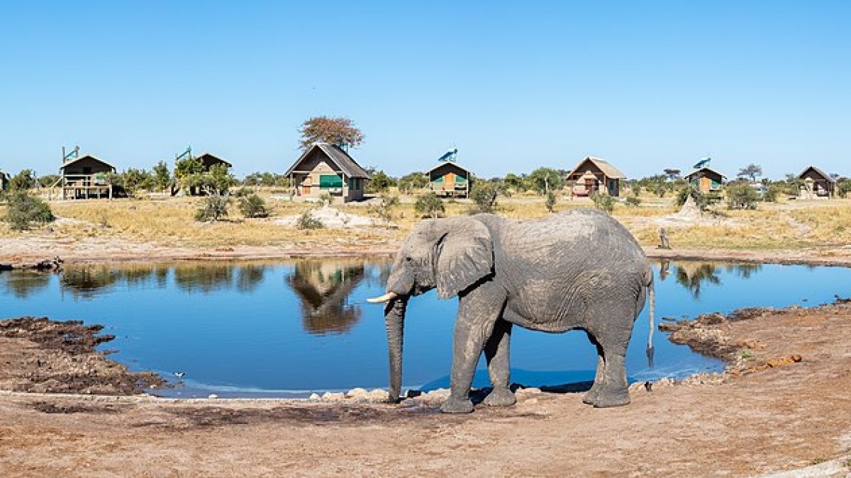 Elephants Are the Only Non-Human Animals That Hold Formal Mourning Rituals for the Dead