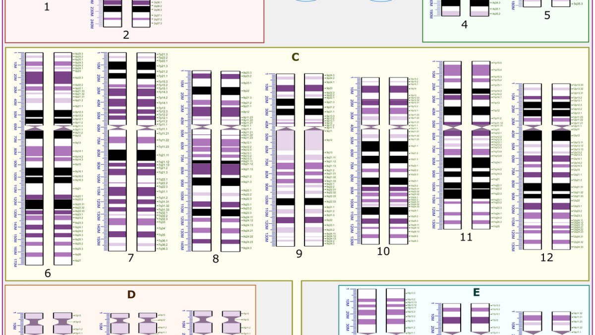 Human Genome Project: Mapping 3 Billion Base Pairs—A Scientific Milestone