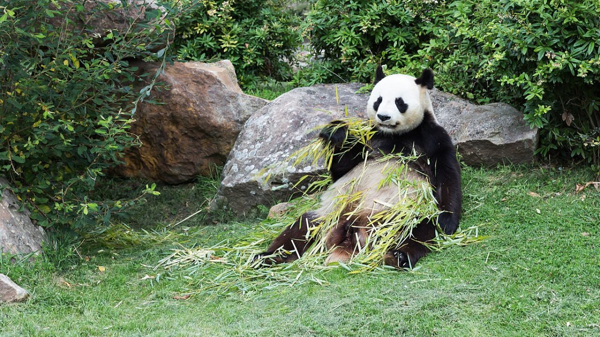 Giant Pandas: 90% of Their Diet is Bamboo—A Specialized Survival Strategy