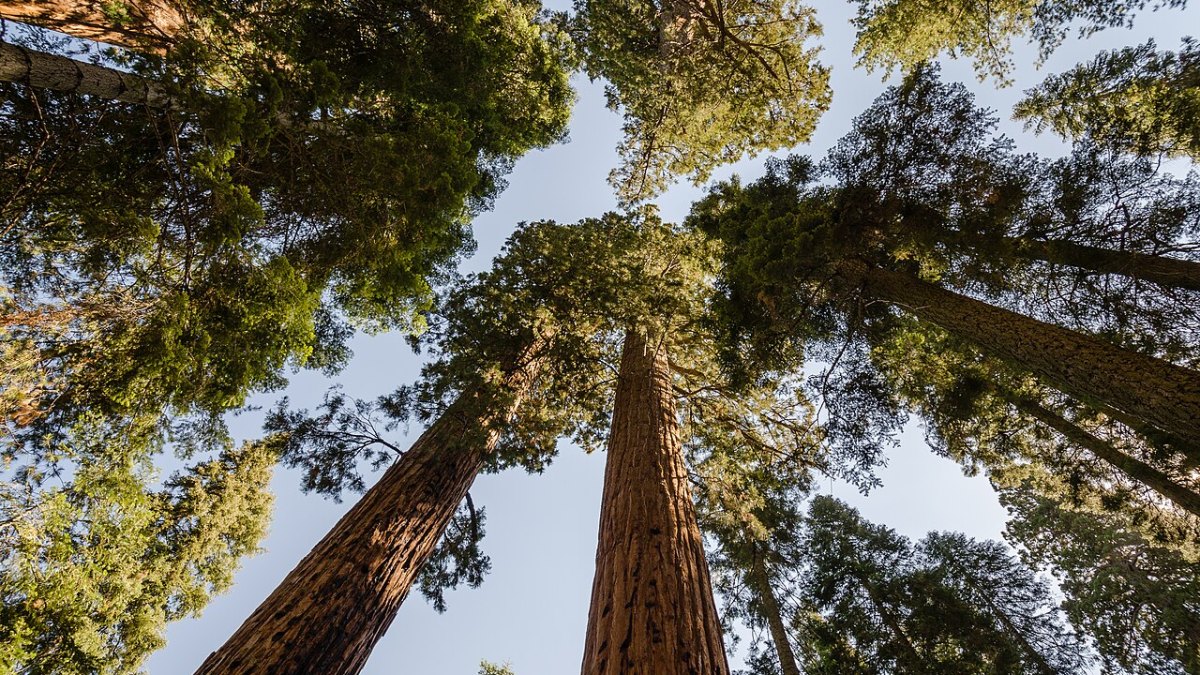 Giant Sequoias: Creating Their Own 40-Gallon Rain Showers