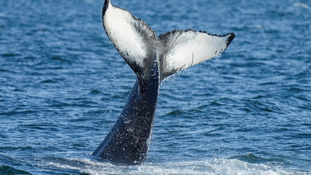 Humpback Whales Around the World All Adopted the Same New Song in Under 2 Years