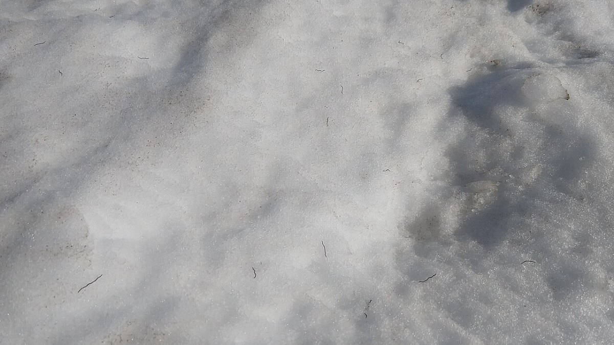 Ice Worms Are the Only Multicellular Animals That Live Entirely Inside Glaciers