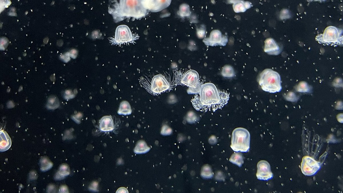 Immortal Jellyfish: Turritopsis Dohrnii's DNA Reset Secret