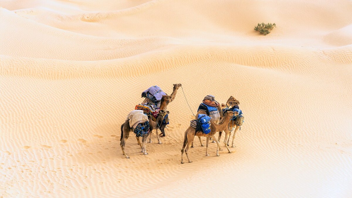 The Largest Living Organism Is a Honey Fungus Spanning 2,385 Acres in Oregon