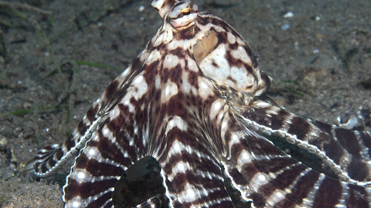 The Mimic Octopus Can Impersonate at Least 15 Sea Creatures on Demand