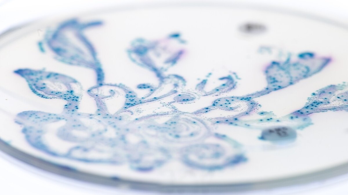 Mitochondria Were Once Free-Living Bacteria — and Some Still Live Inside Your Cells