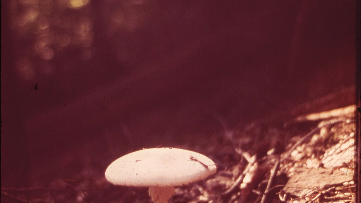 Mushroom Networks Beneath Forests Transmit Chemical Signals Like a Brain