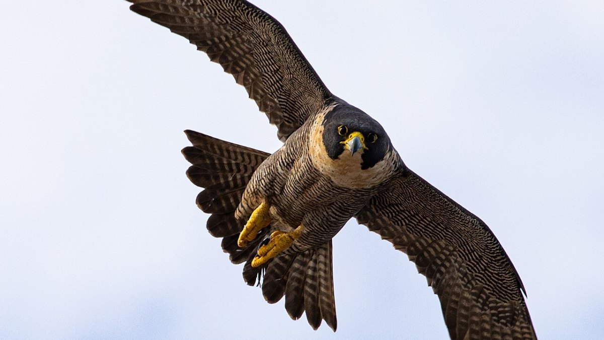 Peregrine Falcons Reach 242 Miles Per Hour in Hunting Dives, Making Them the Fastest Animals on Earth