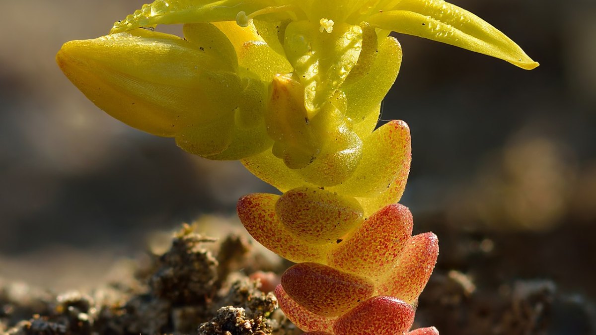 A Single Acre of Rainforest Contains More Species Than All of Europe Combined