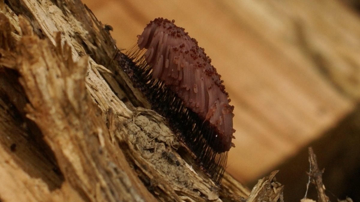 Slime Mold With No Brain Solves Mazes and Redesigns Tokyo's Rail Network