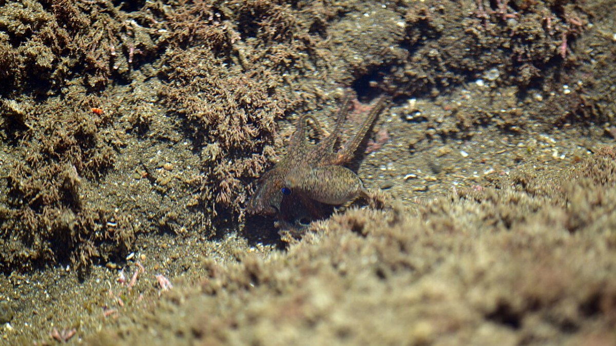 World's Tiniest Fish—A Mere 8 Millimeters Long!