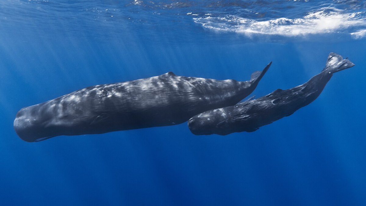 Sperm Whale Clicks Reach 230 Decibels, Loud Enough to Vibrate Small Fish to Death