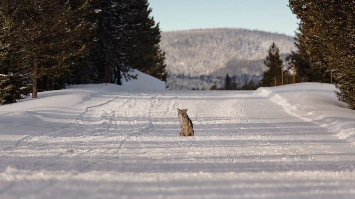 Yellowstone Sits Above a Magma Chamber Holding 56,000 Cubic Kilometers of Molten Rock